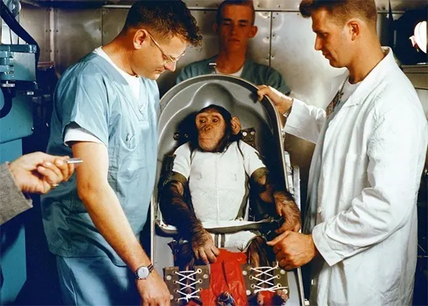 Três meses antes de a NASA lançar o primeiro astronauta americano ao espaço, em 1961, eles enviaram um chimpanzé chamado Ham em uma missão pioneira. Felizmente, sua missão foi bem-sucedida. Treinado para puxar alavancas em resposta a sons e luzes, Ham realizou suas tarefas admiravelmente no espaço — movendo-se apenas um pouco mais devagar do que na Terra.
