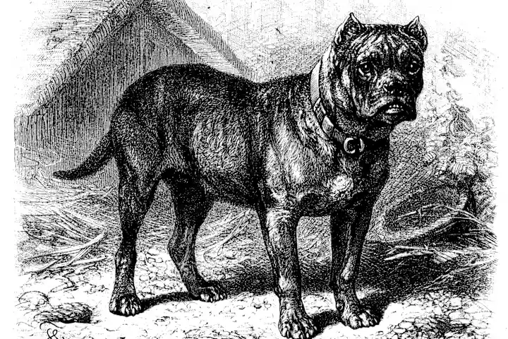 Ilustração antiga de bullenbeisser.