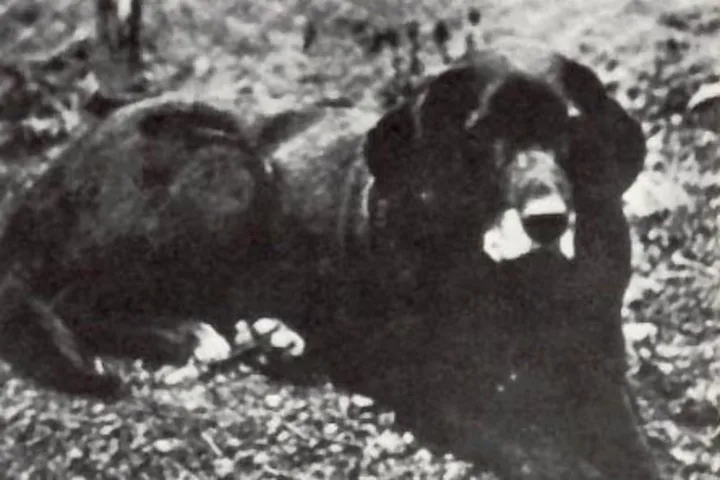 Foto do cachorro d'água de São João, por volta de 1867.