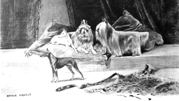 Esboço de um terrier paisley (à direita) em 1894 com outro cão miniatura popular da época, o terrier inglês toy (à esquerda).