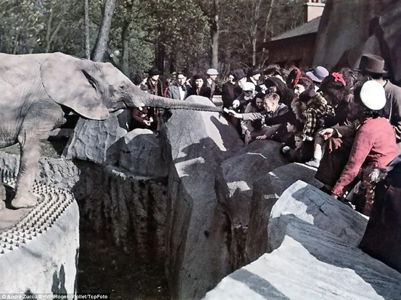 Um elefante se estica para fora do seu cercado para pegar algo da mão de um filhote.