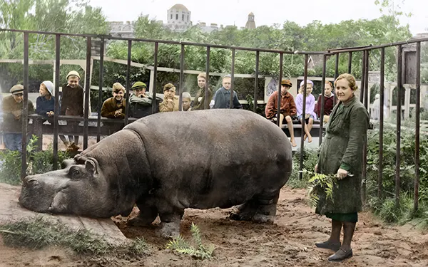 Durante o cerco de Leningrado em 1943, a hipopótamo Bela sobreviveu à guerra graças à sua cuidadora, Yevdokia Dashina. Quando o abastecimento de água da cidade foi cortado em 1941, a piscina de Bela secou, causando rachaduras em sua pele. Todos os dias, Dashina carregava um barril de 40 litros de água do Rio Neva para banhar Bela e a esfregava com óleo de cânfora. Essa dedicação acabou curando a pele de Bela, permitindo que ela se refugiasse debaixo d'água durante ataques aéreos.