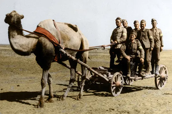 Soldados romenos puxados por um camelo na frente de Stalingrado. Setembro de 1942.